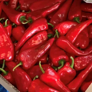 Frozen Crimson Pepper (Shombo)