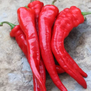 Portugal Pepper (25lbs)
