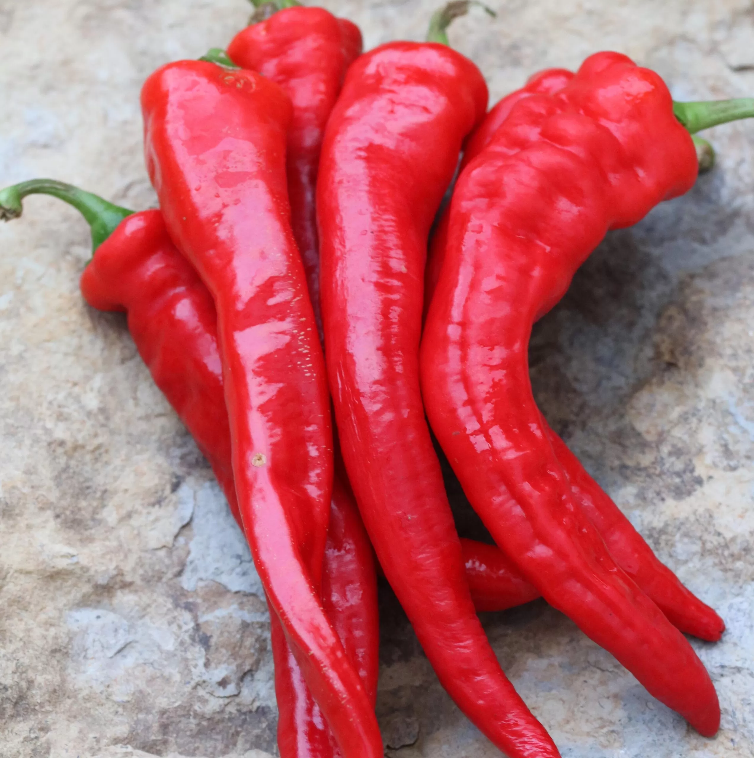 Portugal Pepper (25lbs)