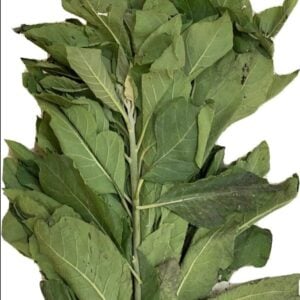 Unwashed Bitterleaf