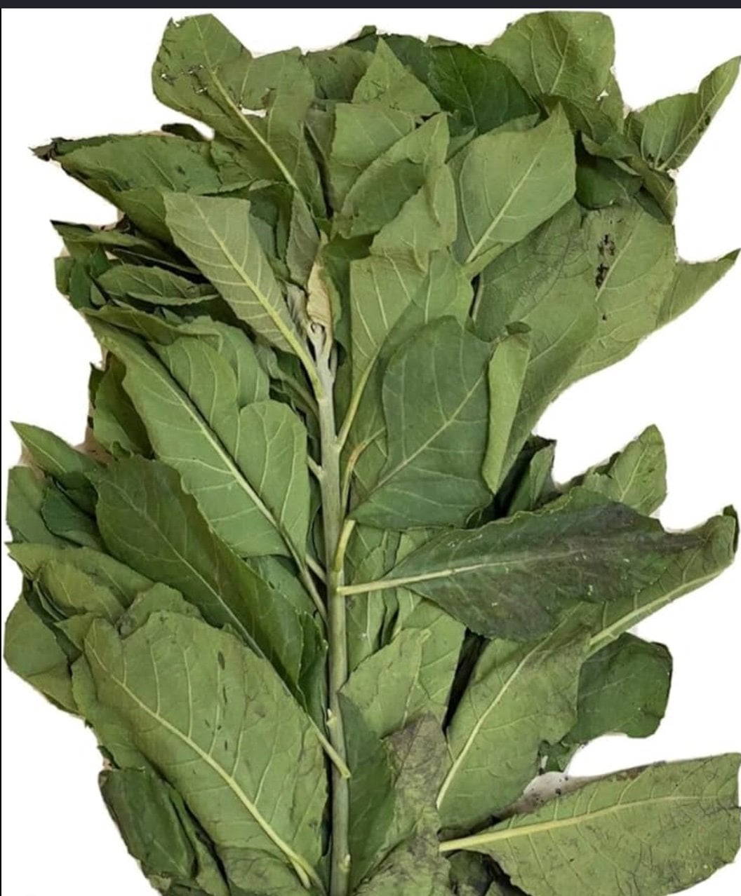 Unwashed Bitterleaf