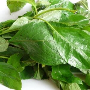 Fresh Scent Leaf