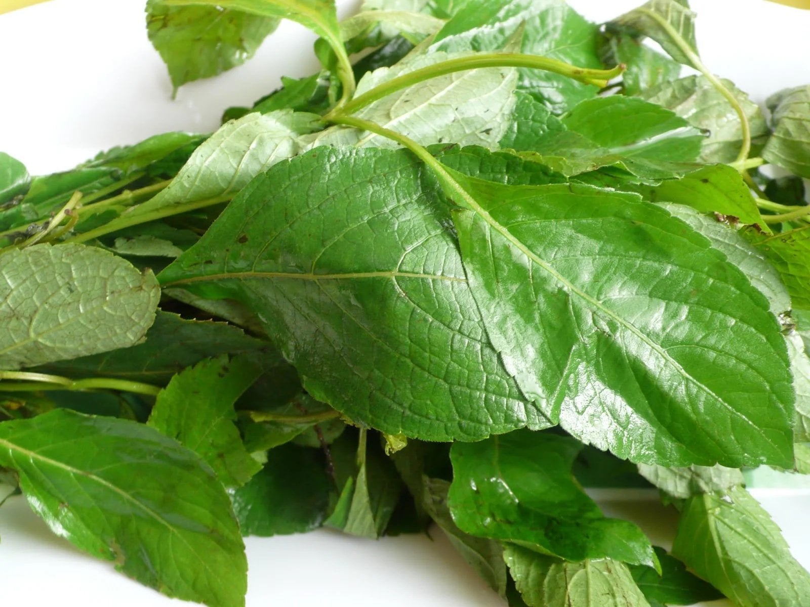 Fresh Scent Leaf