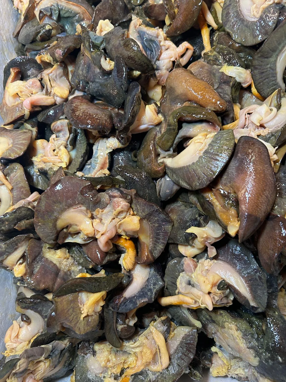 Fresh Snails (10pcs) - Image 2